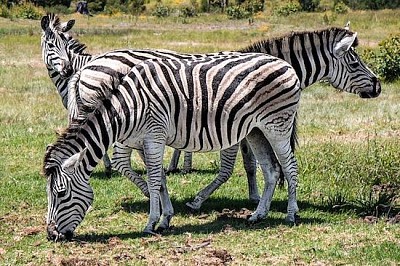 3 zebras