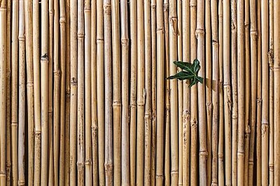 Bamboo Fence jigsaw puzzle