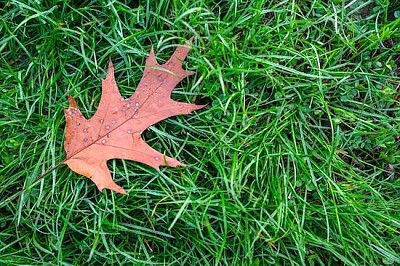 Leaf on the Grass