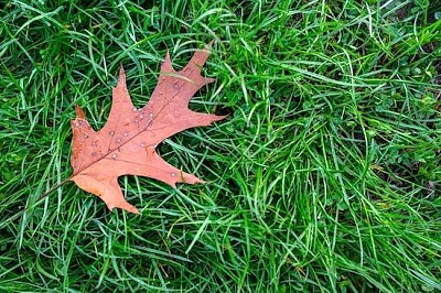 Feuille sur l'herbe