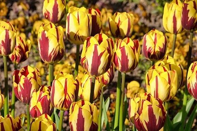 Tulipas amarelas e vermelhas