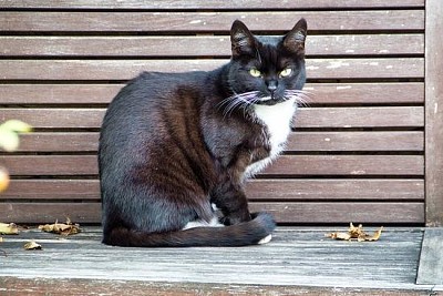 A Sitting Cat jigsaw puzzle