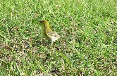 Trouvez l'oiseau