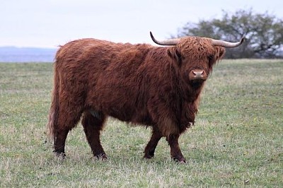 Highland Cow jigsaw puzzle