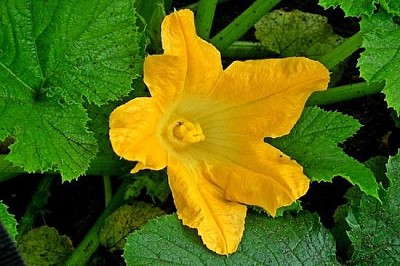 Cucumber Flower jigsaw puzzle