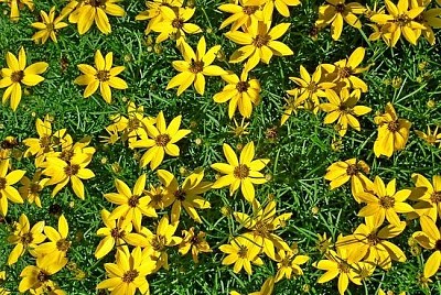 פאזל של פרחי גן צהובים