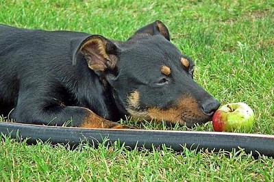 Retrato de perro