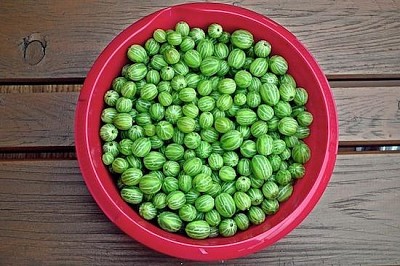 Gooseberry Fruit