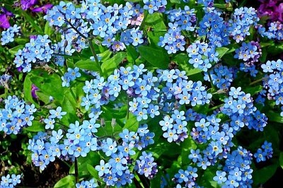 פאזל של פרחים כחולים