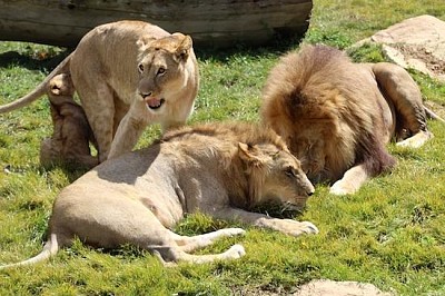 Lions Family