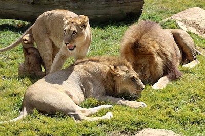 Lions-Familie