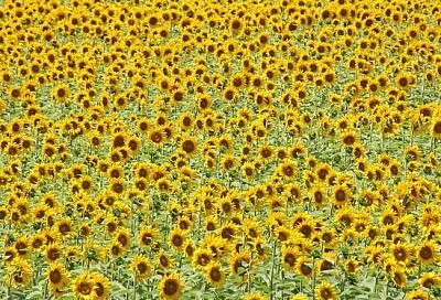 Campo de girasol