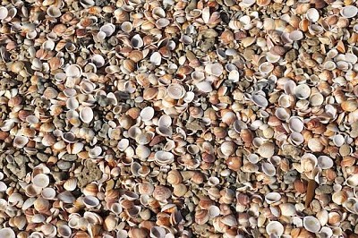 Seashells