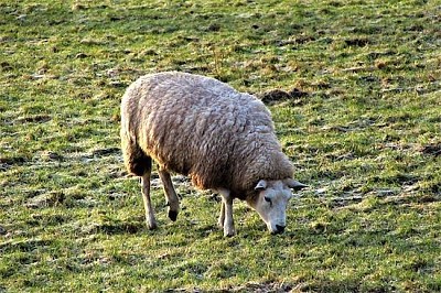 One Sheep jigsaw puzzle