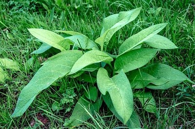 Plantain Plant jigsaw puzzle