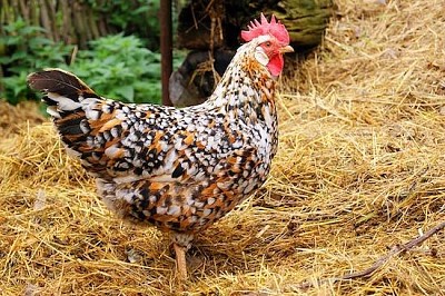 Farm Hen jigsaw puzzle