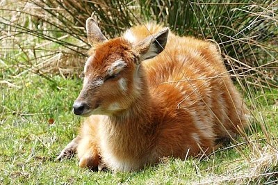 Young Deer