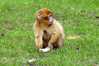 Macaquinho