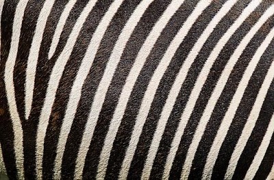 Zebramuster