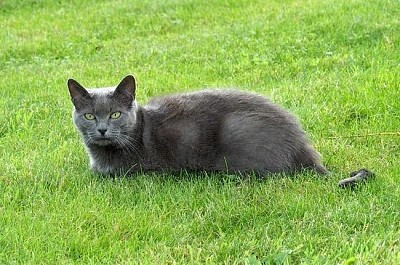 Katze auf dem Rasen