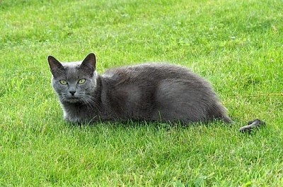 Chat sur l'herbe