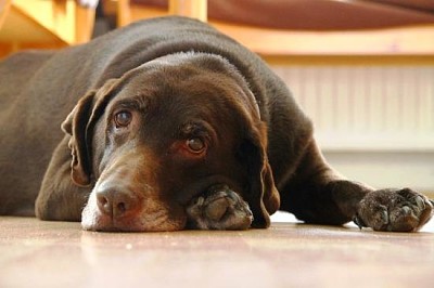 Labrador braun