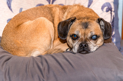 Chien Puggle