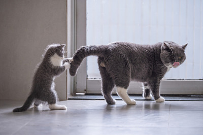 British Kitten and his Dad jigsaw puzzle