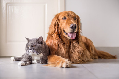 British Cat and Golden Retriever jigsaw puzzle
