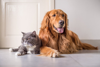 Chat britannique et Golden Retriever