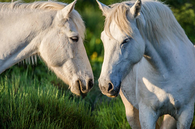 Zwei weiße Camargue-Pferde