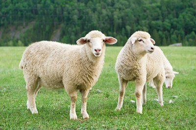 Sheeps in a Meadow jigsaw puzzle