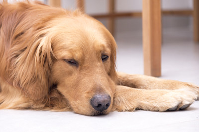 Golden retriever jigsaw puzzle