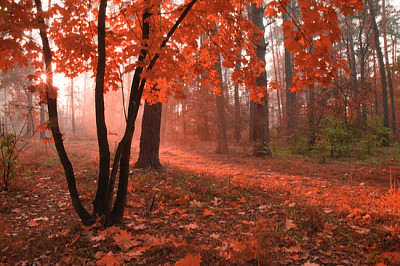 Forêt d'automne brumeuse avec feuillage rouge sur les arbres