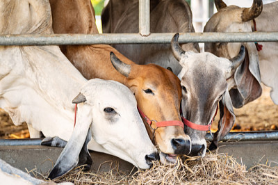 Mucca che mangia paglia di riso nella fattoria