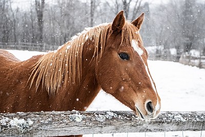 Кафяв кон зад дървена ограда в снега