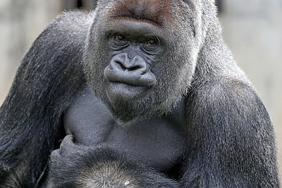 Gorilla, male, Silver Back