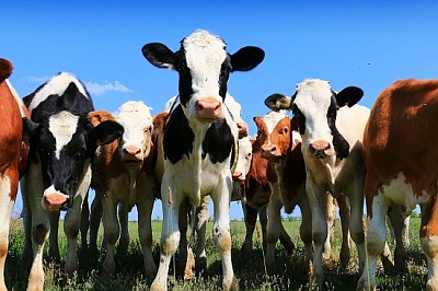 Calves on the field