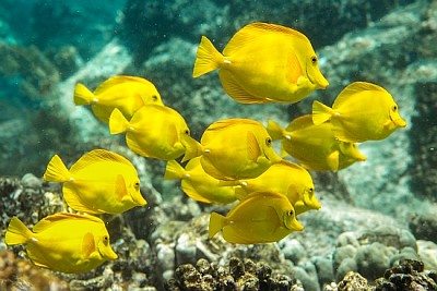 Tangs jaunes, paradis sous-marin, Hawaii