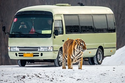 Sibirischer Tiger und ein Bus mit Touristen, China