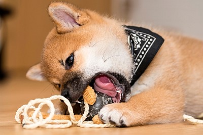 Shiba Inu. Playing puppy