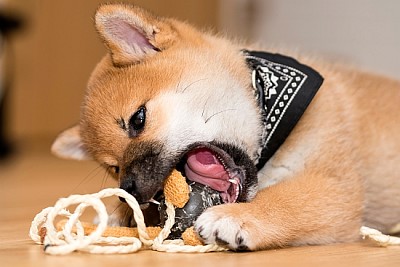 Shiba Inu. Welpe spielen