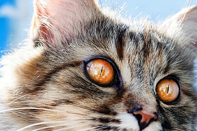 Gato doce, muito brincalhão, de olhos amarelos