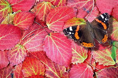 Red admiral butterfly on bright autumn leaves