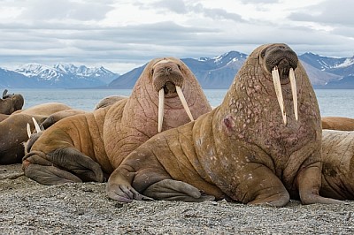 La morsa es un mamífero marino