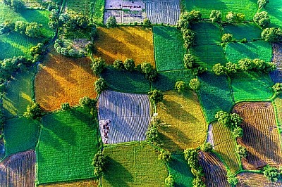 פאזל של שדות אורז בדלתא של מקונג, וייטנאם