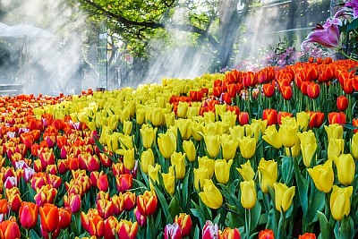 Schöne bunte Tulpenblume im Garten