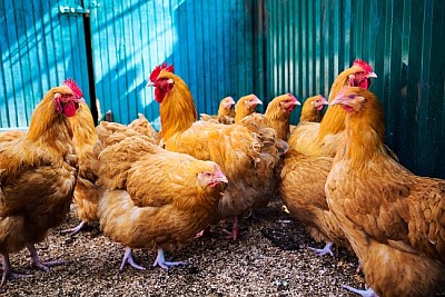 Galinhas em uma fazenda