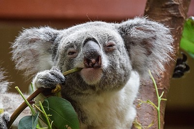 Koala che esamina la macchina fotografica mentre mangia