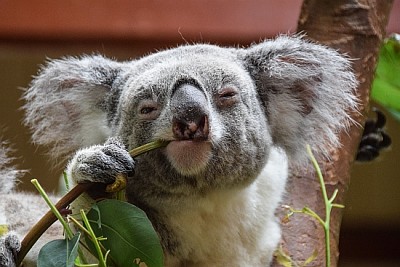 Koala patrząca w kamerę podczas jedzenia